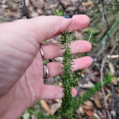 Cassinia aculeata subsp. aculeata at QPRC LGA - 26 Feb 2024