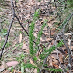 Cassinia aculeata subsp. aculeata at QPRC LGA - 26 Feb 2024