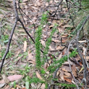 Cassinia aculeata subsp. aculeata at QPRC LGA - 26 Feb 2024