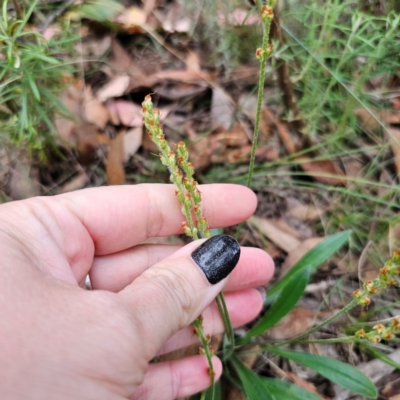 Plantago varia (Native Plaintain) at Captains Flat, NSW - 26 Feb 2024 by Csteele4