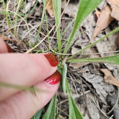 Plantago varia at QPRC LGA - 26 Feb 2024