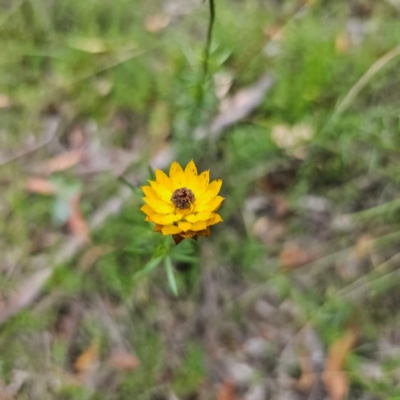 Xerochrysum viscosum (Sticky Everlasting) at Captains Flat, NSW - 26 Feb 2024 by Csteele4