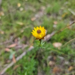 Xerochrysum viscosum at QPRC LGA - 26 Feb 2024 06:17 PM