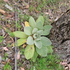 Verbascum thapsus subsp. thapsus (Great Mullein, Aaron's Rod) at QPRC LGA - 26 Feb 2024 by Csteele4