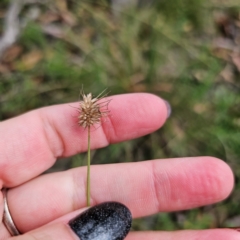 Echinopogon ovatus (Forest Hedgehog Grass) at QPRC LGA - 26 Feb 2024 by Csteele4