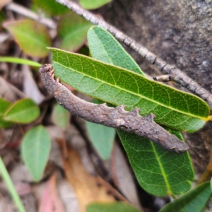 Erebidae (family) at QPRC LGA - 26 Feb 2024 05:58 PM