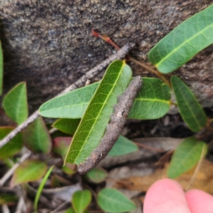 Erebidae (family) at QPRC LGA - 26 Feb 2024 05:58 PM