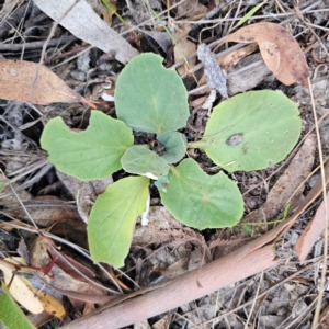 Cymbonotus sp. (preissianus or lawsonianus) at QPRC LGA - 26 Feb 2024