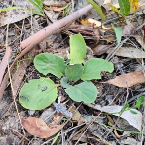 Cymbonotus sp. (preissianus or lawsonianus) at QPRC LGA - 26 Feb 2024