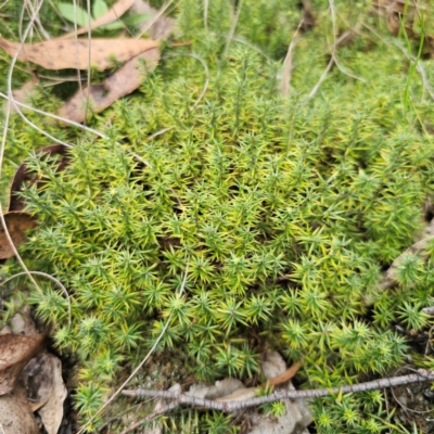 Acrotriche serrulata (Ground-berry) at Captains Flat, NSW - 26 Feb 2024 by Csteele4