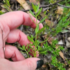 Gonocarpus tetragynus (Common Raspwort) at Captains Flat, NSW - 26 Feb 2024 by Csteele4