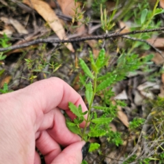 Gonocarpus tetragynus at QPRC LGA - 26 Feb 2024 05:46 PM