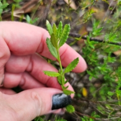 Gonocarpus tetragynus at QPRC LGA - 26 Feb 2024 05:46 PM