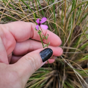 Tetratheca bauerifolia at QPRC LGA - 26 Feb 2024 05:41 PM