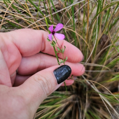Tetratheca bauerifolia (Heath Pink-bells) at QPRC LGA - 26 Feb 2024 by Csteele4