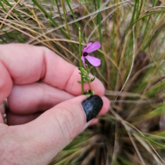 Tetratheca bauerifolia at QPRC LGA - 26 Feb 2024 05:41 PM