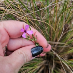 Tetratheca bauerifolia at QPRC LGA - 26 Feb 2024 05:41 PM