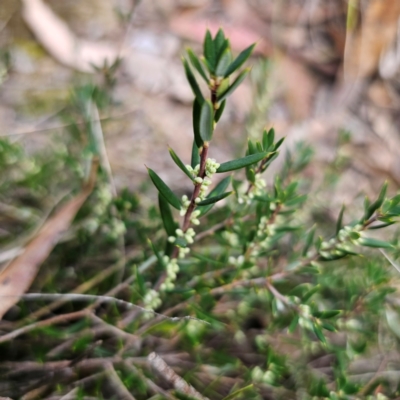 Monotoca scoparia (Broom Heath) at Captains Flat, NSW - 26 Feb 2024 by Csteele4