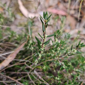 Monotoca scoparia at QPRC LGA - 26 Feb 2024