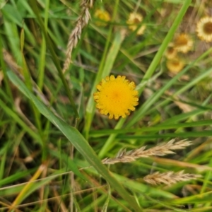 Coronidium sp. at QPRC LGA - 26 Feb 2024 05:30 PM