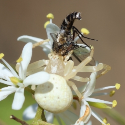 Thomisus spectabilis (Spectacular Crab Spider) at GG96 - 25 Feb 2024 by LisaH