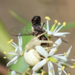 Thomisus spectabilis at GG96 - 25 Feb 2024