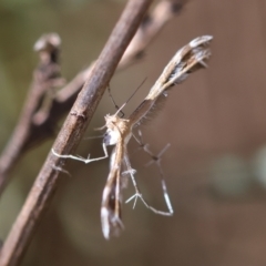 Sphenarches anisodactylus (Geranium Plume Moth) at Hughes, ACT - 25 Feb 2024 by LisaH