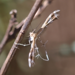 Sphenarches anisodactylus at Hughes Grassy Woodland - 25 Feb 2024 01:14 PM