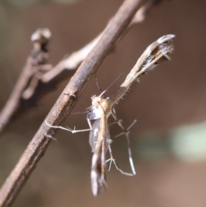 Sphenarches anisodactylus at Hughes Grassy Woodland - 25 Feb 2024 01:14 PM