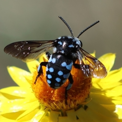 Thyreus caeruleopunctatus (Chequered cuckoo bee) at Red Hill to Yarralumla Creek - 25 Feb 2024 by LisaH