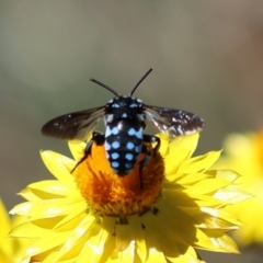 Thyreus caeruleopunctatus at Red Hill to Yarralumla Creek - 25 Feb 2024