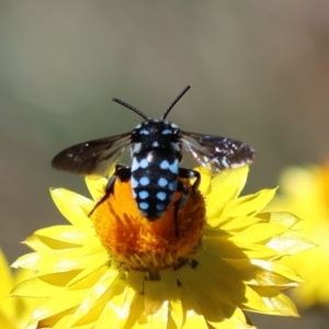 Thyreus caeruleopunctatus at Red Hill to Yarralumla Creek - 25 Feb 2024