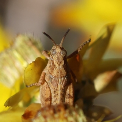 Phaulacridium vittatum (Wingless Grasshopper) at Red Hill to Yarralumla Creek - 25 Feb 2024 by LisaH