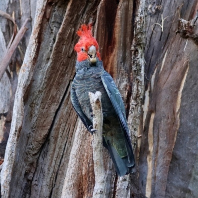 Callocephalon fimbriatum (Gang-gang Cockatoo) at Hughes Grassy Woodland - 25 Feb 2024 by LisaH