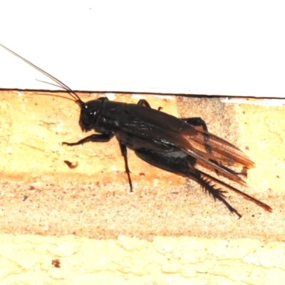 Pteronemobius sp. (genus) at Wanniassa, ACT - 25 Feb 2024 by JohnBundock