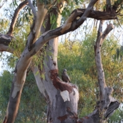 Callocephalon fimbriatum (Gang-gang Cockatoo) at Deakin, ACT - 25 Feb 2024 by LisaH