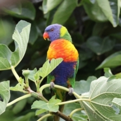 Trichoglossus moluccanus (Rainbow Lorikeet) at Hughes, ACT - 26 Feb 2024 by LisaH