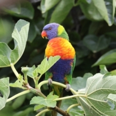 Trichoglossus moluccanus (Rainbow Lorikeet) at Hughes, ACT - 25 Feb 2024 by LisaH