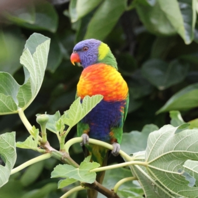 Trichoglossus moluccanus (Rainbow Lorikeet) at Hughes, ACT - 26 Feb 2024 by LisaH