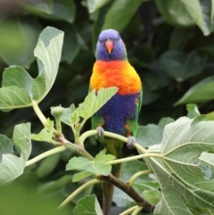 Trichoglossus moluccanus at Hughes, ACT - 26 Feb 2024