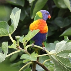 Trichoglossus moluccanus at Hughes, ACT - 26 Feb 2024