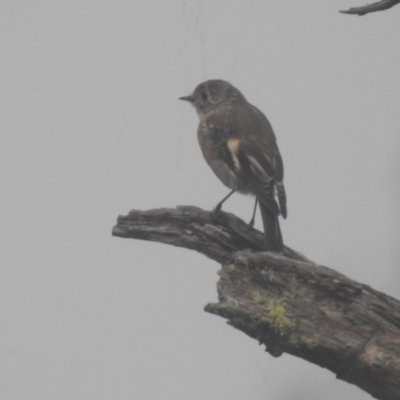 Petroica phoenicea (Flame Robin) at Cooleman, NSW - 21 Feb 2024 by HelenCross