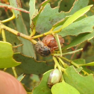 Trachymela sp. (genus) (Brown button beetle) at Kosciuszko National Park - 21 Feb 2024 by HelenCross
