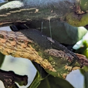 Papilio anactus at Lions Youth Haven - Westwood Farm A.C.T. - 25 Feb 2024