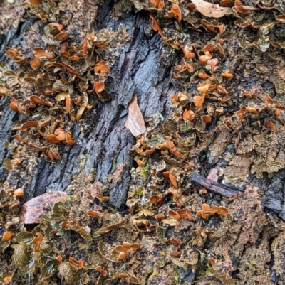 Unidentified Lichen at Bimberi, NSW - 22 Feb 2024 by HelenCross