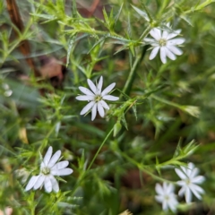 Stellaria pungens (Prickly Starwort) at Kosciuszko National Park - 22 Feb 2024 by HelenCross