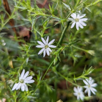 Stellaria pungens (Prickly Starwort) at Bimberi, NSW - 22 Feb 2024 by HelenCross