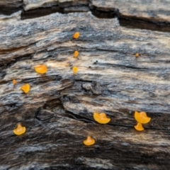 Dacrymyces sp. at Kosciuszko National Park - 23 Feb 2024 by HelenCross
