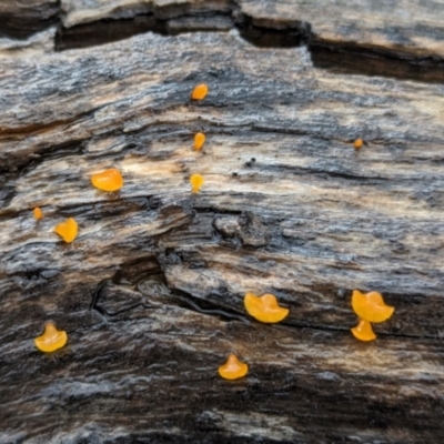 Dacrymyces sp. at Kosciuszko National Park - 23 Feb 2024 by HelenCross