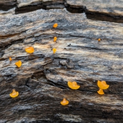 Dacrymyces sp. at Bimberi, NSW - 22 Feb 2024 by HelenCross